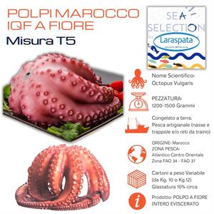 POLPI MAROCCO MISURA F2 T5 SCIOLTI 1200/1500 (octopus vulgaris)