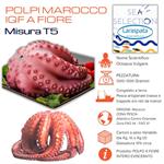 POLPI MAROCCO MISURA F2 T5 SCIOLTI 1200/1500 (octopus vulgaris)