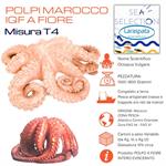 POLPI MAROCCO MISURA T4 SCIOLTI 1500/1800 (octopus vulgaris) FAO34