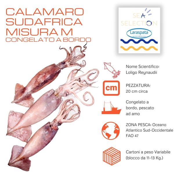 CALAMARI VER. CIOC. MEDI 2P SUDAFRICA (loligo reynaudi)