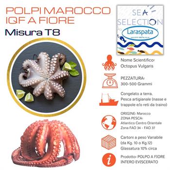 POLPI MAROCCO IQF MIS. T8-T9 200-400 GR.(octopus vulgaris)