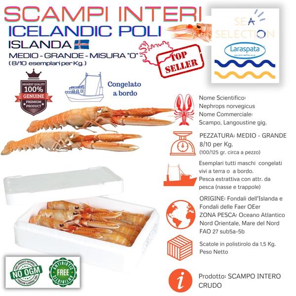 SCAMPI 0 ISL. SCOZIA POLI 8/10-8/12 (nephrops norvegicus ZONA FAO 27)