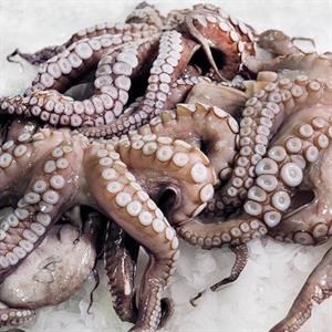 POLPI ITALFISH BLOCCO VERACI T5-6 (octopus vulgaris) zona FAO 34