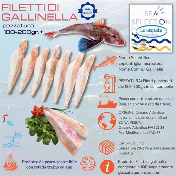 FILETTI DI GALLINELLA GR.750 200+  (Lepidotriglia Microptera) FAO 61