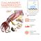 CALAMARI VERACI M MAROCCO  (loligo vulgaris ZONA FAO 34)