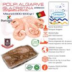 POLPI ISLA CRISTINA T5-6 ALGARVE BLOCCO(octopus vulgaris)zona FAO 27A