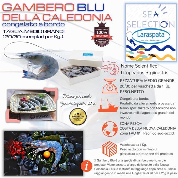 GAMBERI BLU NUOVA CALEDONIA 20/30 KG.1 (Litopeanus Styiirostris)