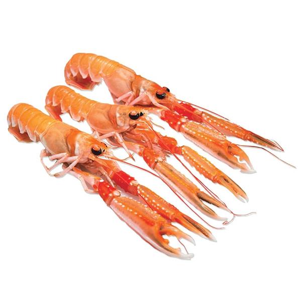 SCAMPI INTERI 3/7 MAC DUFF SUPERIOR (Nephrops Norvegicus)
