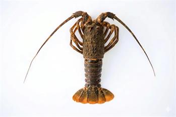 ARAGOSTA TRISTAN SASHIMI GR.346/400 (Jasus tristani FAO47)