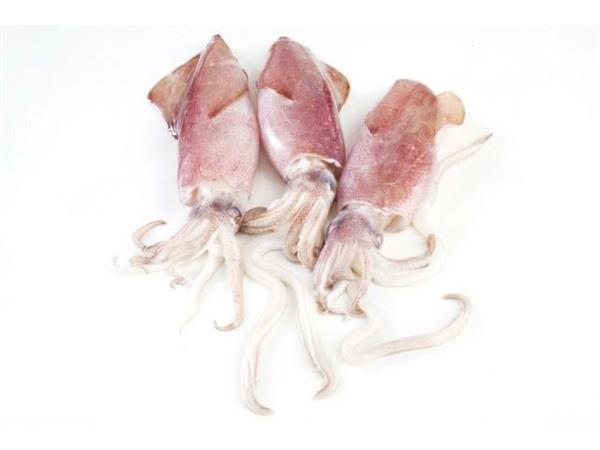TOTANI IQF ATLANTICO M sciolti (illex argentinus zona fao 41)