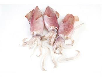 TOTANI IQF ATLANTICO M sciolti (illex argentinus zona fao 41)