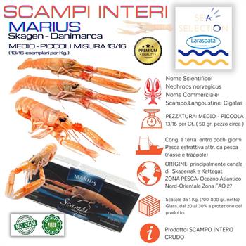 SCAMPI MARIUS 13/16 KG1(Nephrops Norvegicus)