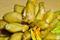 FIORE ZUCCA RIC/PR. KG.2,5 busta GARBO P.F.